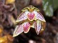 Striped Bulb-Leaf Orchid